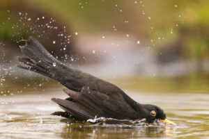 Badende Amsel