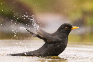 Badende Amsel