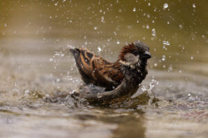 Sperling beim Bad