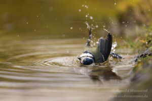 Blaumeise beim Bad