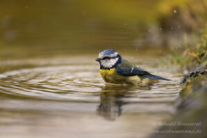Blaumeise beim Bad an der Eisvogelhütte