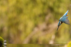 Eisvogel an der Eisvogelhütte bei der Jagd