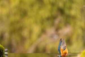 Eisvogel an der Eisvogelhütte bei der Jagd