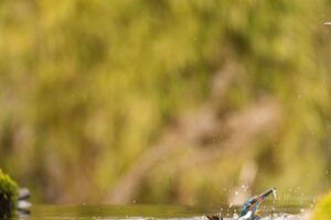 Eisvogel an der Eisvogelhütte bei der Jagd
