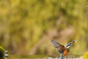 Eisvogel an der Eisvogelhütte bei der Jagd