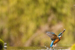 Eisvogel an der Eisvogelhütte bei der Jagd