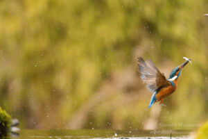 Eisvogel an der Eisvogelhütte bei der Jagd