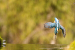 Eisvogel an der Eisvogelhütte bei der Jagd