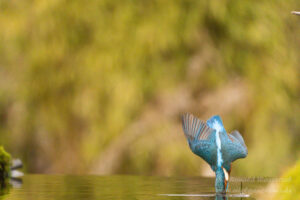 Eisvogel an der Eisvogelhütte bei der Jagd