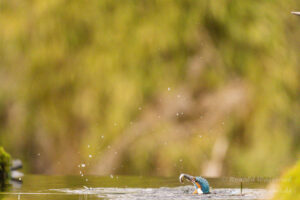 Eisvogel an der Eisvogelhütte bei der Jagd
