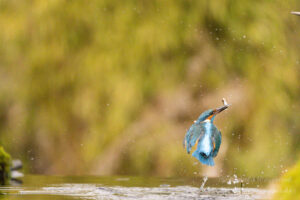 Eisvogel an der Eisvogelhütte bei der Jagd