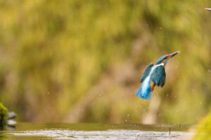Eisvogel an der Eisvogelhütte bei der Jagd