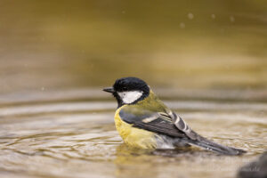 Kohlmeise beim Bad