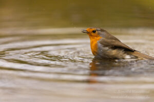 Rotkehlchen beim Bad