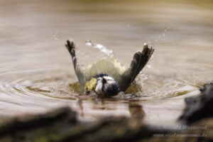 Kohlmeise beim Bad