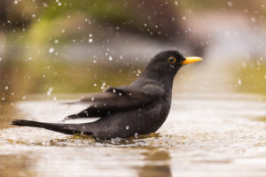 Badende Amsel