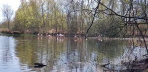 Die Wilden Flamingos im Zwillbrocker Venn