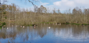 Die Wilden Flamingos im Zwillbrocker Venn