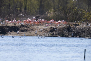 Flamingoinsel im Zwillbrocker Venn