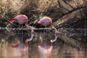Die Wilden Flamingos im Zwillbrocker Venn