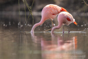 Die Wilden Flamingos im Zwillbrocker Venn