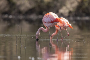 Die Wilden Flamingos im Zwillbrocker Venn