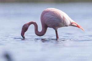 Flamingo im Zwillbrocker Venn