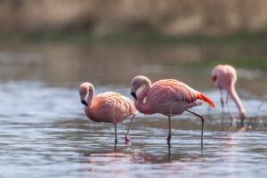 Die Wilden Flamingos im Zwillbrocker Venn