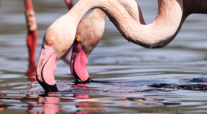 Flamingos Zwillbrock