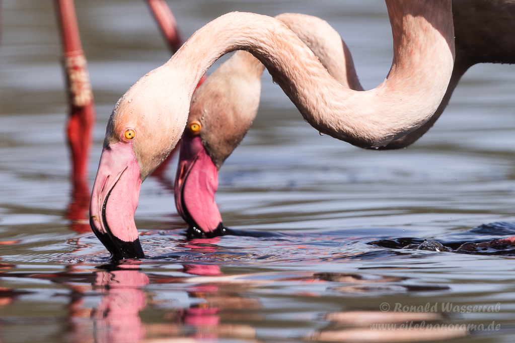 Flamingos Zwillbrock
