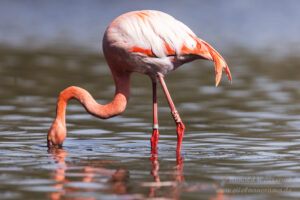 Flamingo im Zwillbrocker Venn
