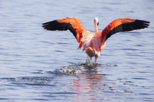 Landung im Zwillbrocker Venn