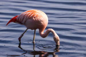 Flamingo im Zwillbrocker Venn