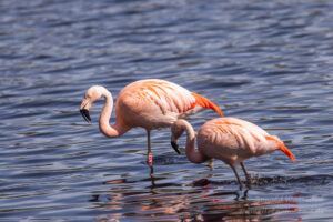 Flamingos Zwillbrock
