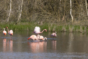 Die Wilden Flamingos im Zwillbrocker Venn