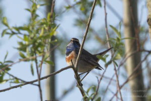 Blaukehlchen