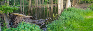 Am Biberteich