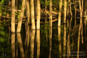 Am Biberteich