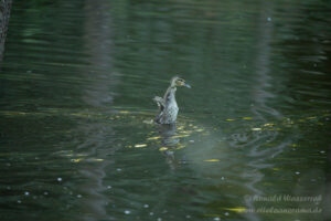 Enten-Küken am Biberteich