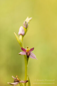 Orchideen-Spezialitäten: Ophrys apifera f. austroalsatica