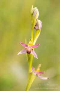 Ophrys apifera f. austroalsatica
