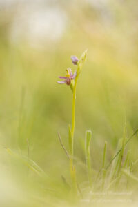 Orchideen-Spezialitäten: Ophrys apifera f. austroalsatica