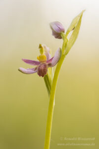 Orchideen-Spezialitäten: Ophrys apifera f. austroalsatica
