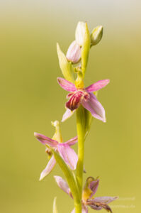 Orchideen-Spezialitäten: Ophrys apifera f. austroalsatica