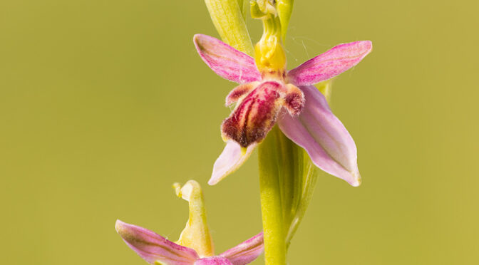 Orchideen-Spezialitäten: Ophrys apifera f. austroalsatica