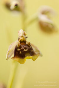 Ophrys holosericea mit gelbem Lippenrand