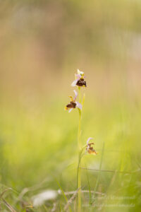 Ophrys holosericea mit gelbem Lippenrand