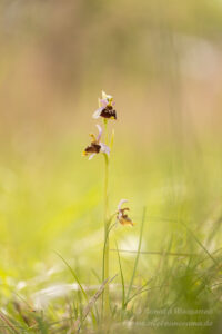 Ophrys holosericea mit gelbem Lippenrand