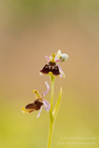 Ophrys holosericea mit gelbem Lippenrand