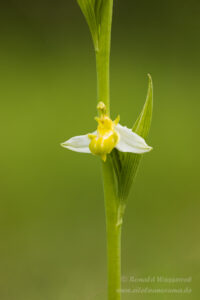 Orchideen-Spezialitäten: Ophrys apifera var. flavescens